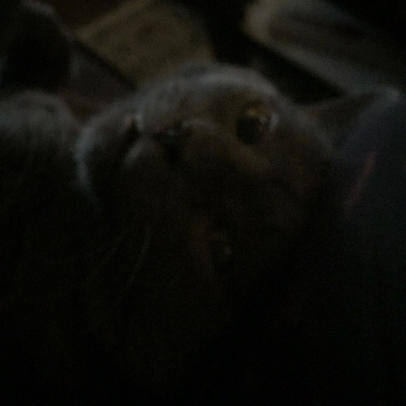 Meet your Posher, Carmen - Picture 1 of 1